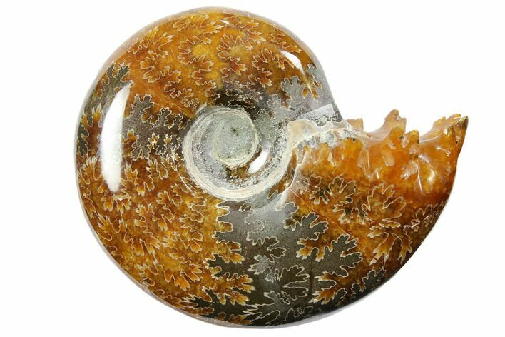 Polished, Agatized Ammonite (Cleoniceras) - Madagascar #110501